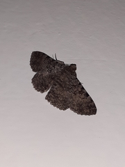 Polydesma boarmoides