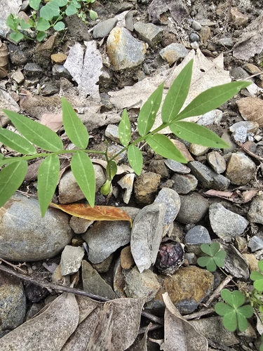 Image of Sapindus mukorossi by (c) 槲蕨Miu, some rights reserved (CC BY)