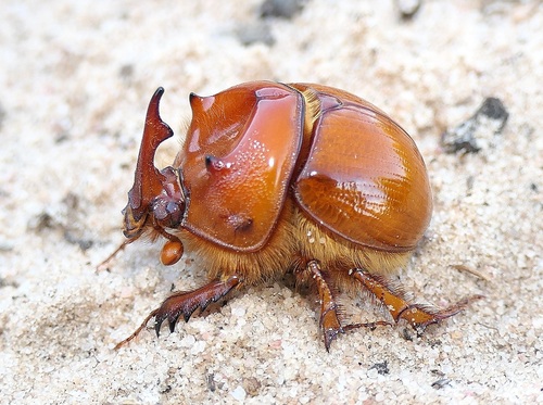 Photos of Genus Blackburnium · iNaturalist
