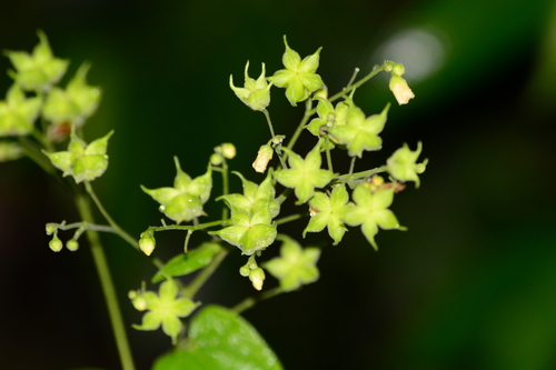 Wissadula parviflora