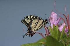 Papilio appalachiensis