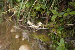 Pyrola morrisonensis