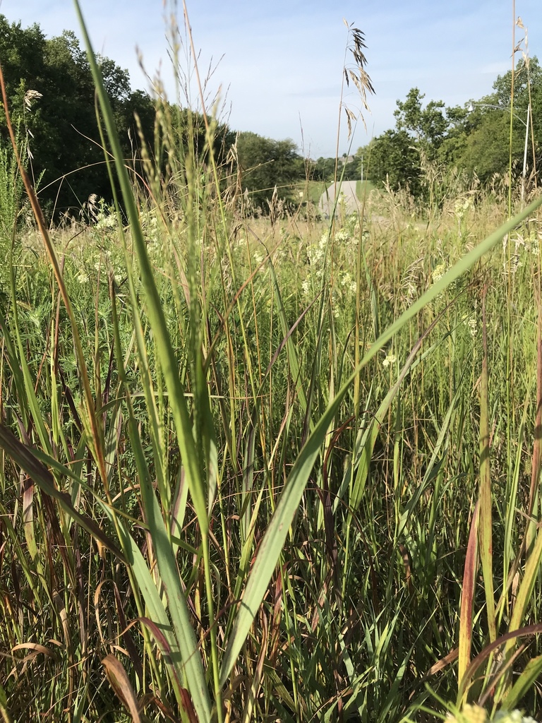 switchgrass from Shawnee Mission Park, Lenexa, KS, US on August 09
