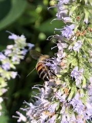 Apis mellifera