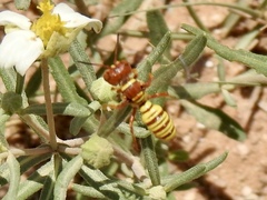 Eucerceris canaliculata