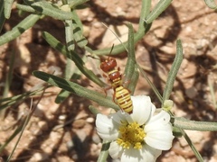 Eucerceris canaliculata