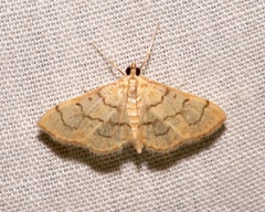 Anania labeculalis