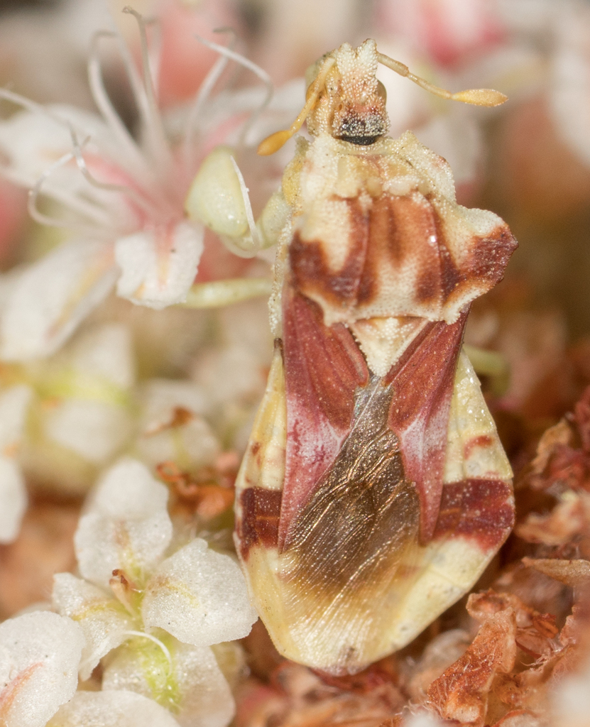 Phymata pacifica