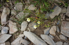 Gentiana itzershanensis