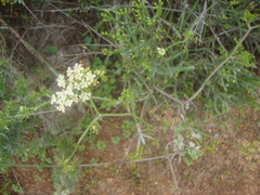 Tordylieae