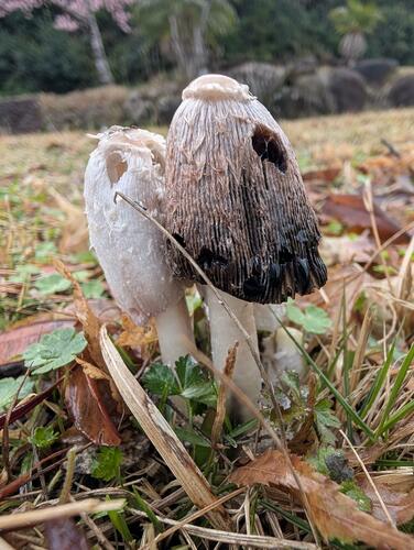 Coprinus comatus