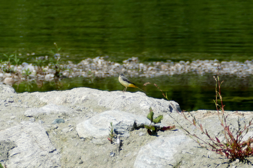 Bergeronnette des ruisseaux