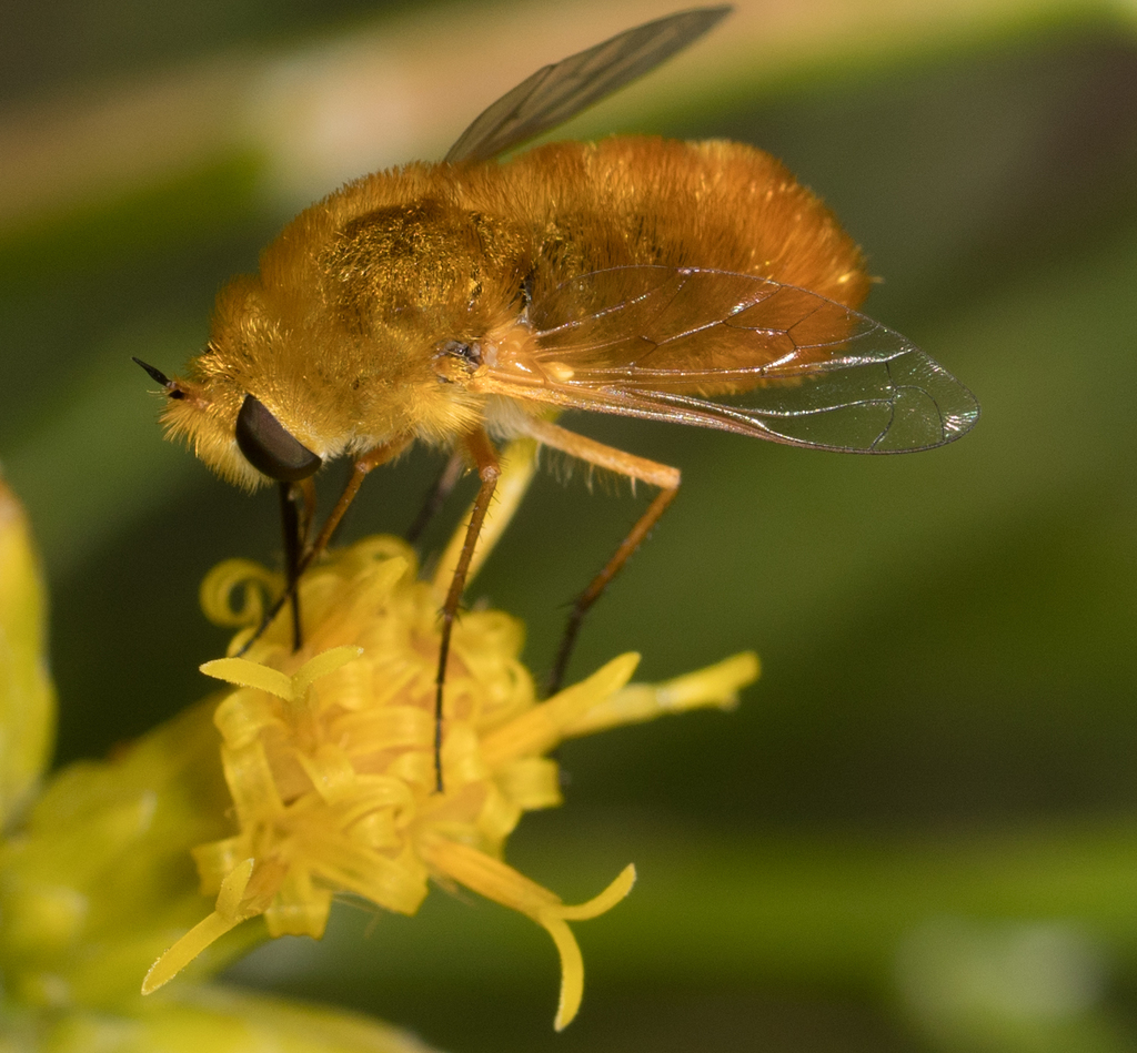 Lordotus pulchrissimus