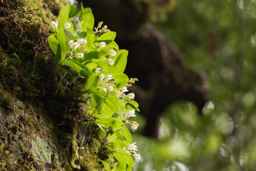 Eria japonica iNat (1)