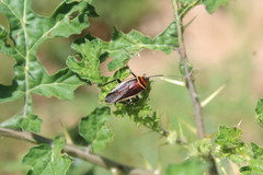 Pseudomops interceptus