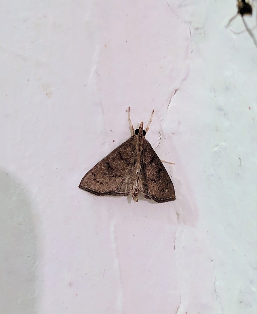 Placosaris perakalis