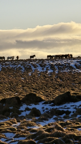 Konji (Equus)