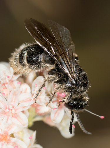 Tiphiidae