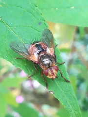 Eudoromyia