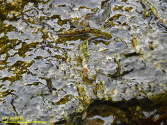 Andamia tetradactylus