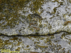 Andamia tetradactylus