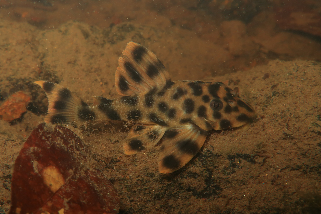 Peckoltia simulata
