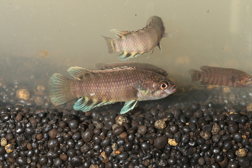 Dwarf climbing perch (Microctenopoma nanum) — Anabantidae — 4
