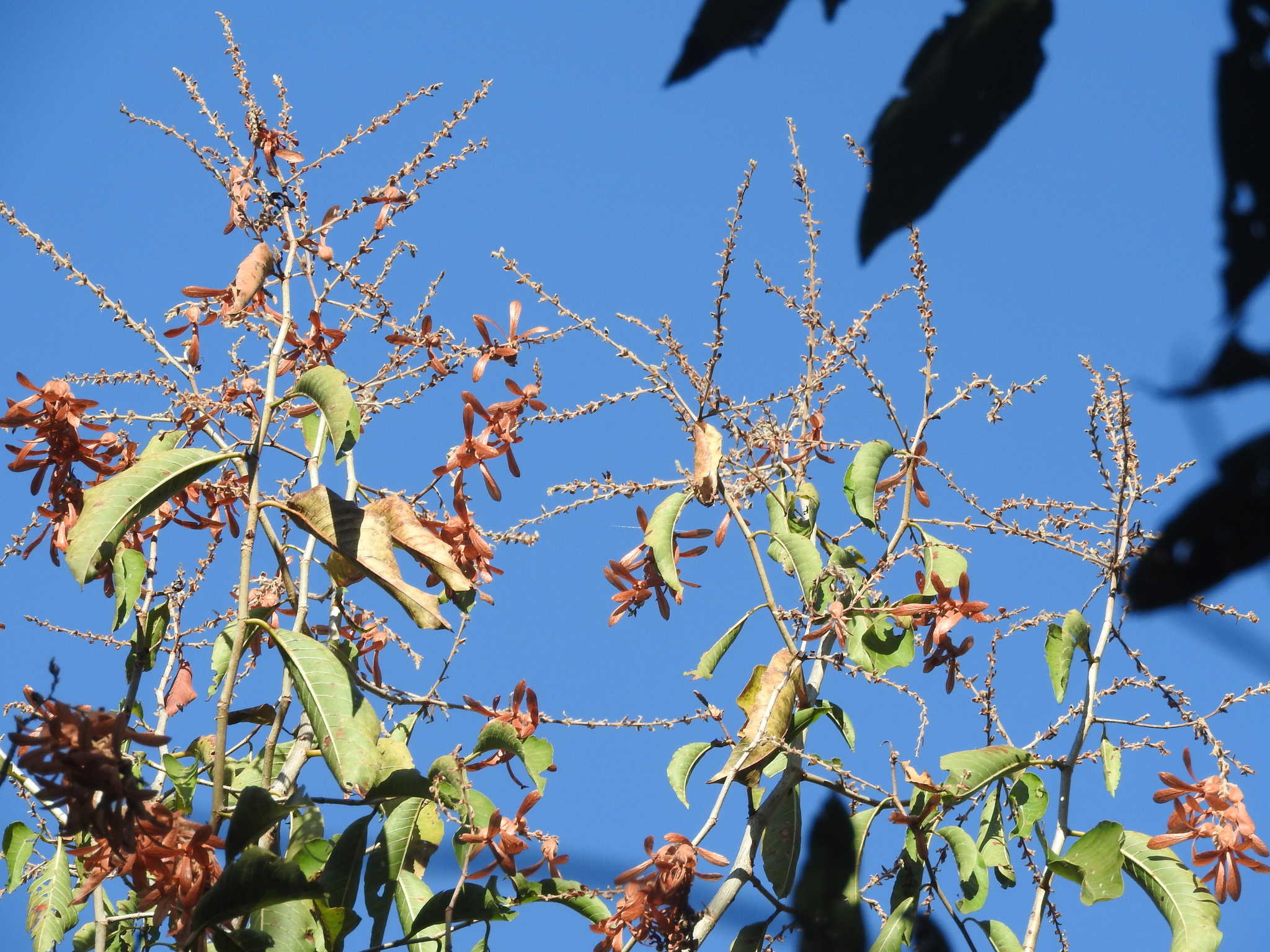 Triplaris gardneriana