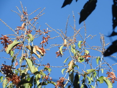 Triplaris gardneriana, photograph (c) Renato Bandeira, some rights reserved (CC BY)