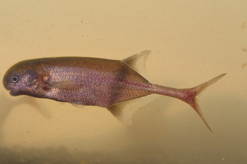 Ivindo stonebasher (Ivindomyrus marchei) — Mormyridae