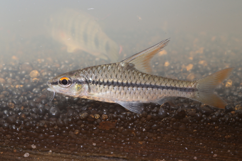 Spinyfin barb (Enteromius prionacanthus) — Cyprinidae