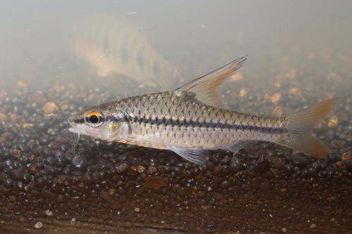 Stekelvin-barbeel (Enteromius prionacanthus) — Cyprinidae