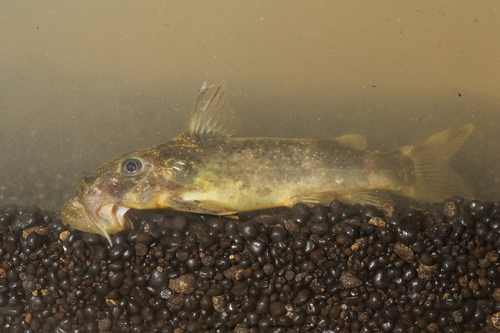 Suckermouth squeaker (Atopochilus savorgnani) — Mochokidae