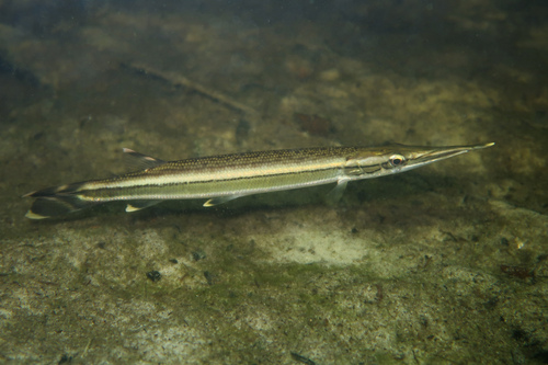 Striped pike characin (Boulengerella lateristriga) — Ctenoluciidae