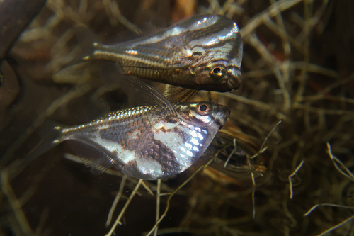 Marbled hatchetfish (Carnegiella strigata) — Gasteropelecidae — 5