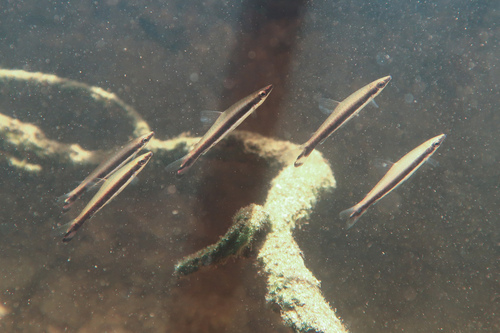 Oneline pencilfish (Nannostomus unifasciatus) — Lebiasinidae — 3