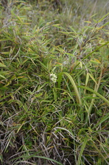 Platanthera brevicalcarata