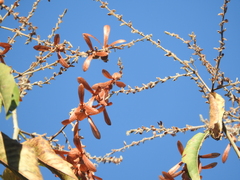 Triplaris gardneriana, photograph (c) Renato Bandeira, some rights reserved (CC BY)