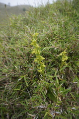 Platanthera mandarinorum pachyglossa