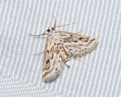 Parapoynx allionealis