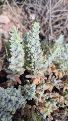 Teucrium charidemi