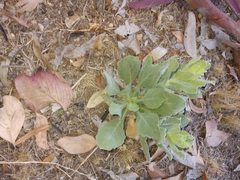 Heterotheca grandiflora