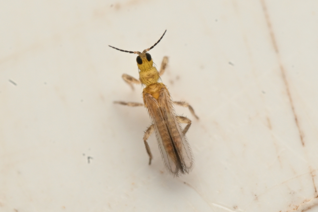 Dactuliothrips