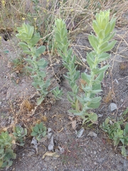 Heterotheca grandiflora