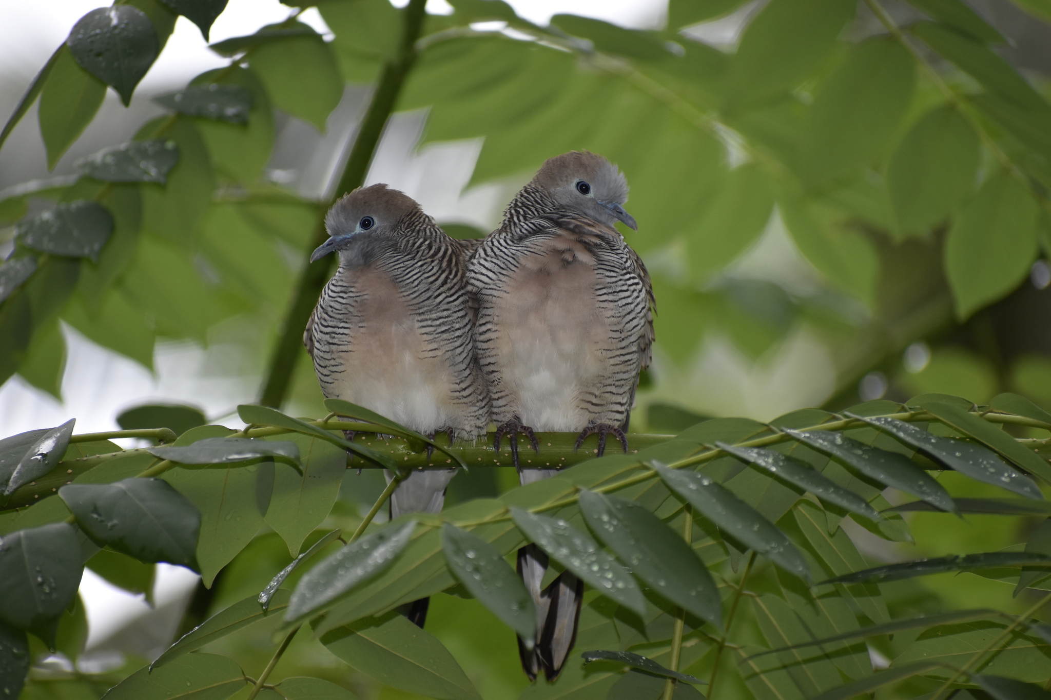 Zebra Dove