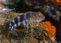 Barred Blenny photo 4