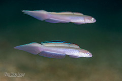 Blue Dartfish photo 3
