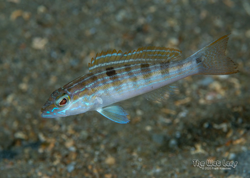 Sand Perch