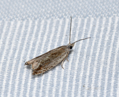 Ancylis diminuatana