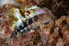 Barred Blenny photo 1